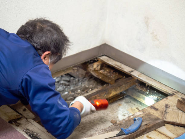 Best Mold Testing  in Wilsonville, OR