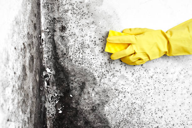 Best Mold Testing  in Wilsonville, OR