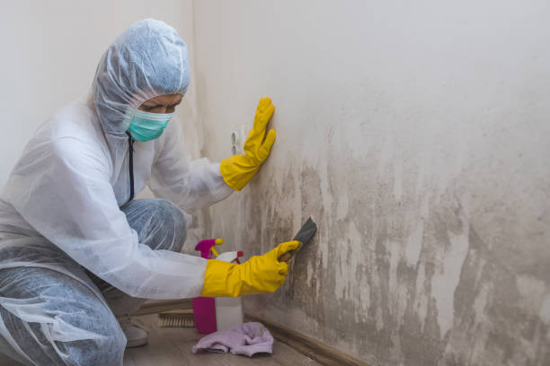 Best Residential Mold Removal  in Wilsonville, OR