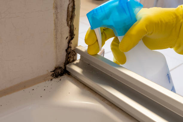 Best Emergency Mold Removal  in Wilsonville, OR