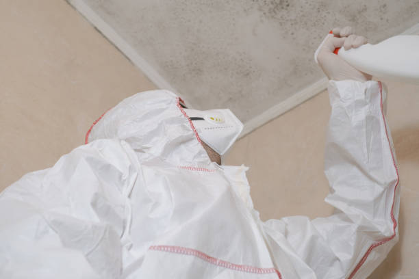 Best Best Mold Removal Companies  in Wilsonville, OR