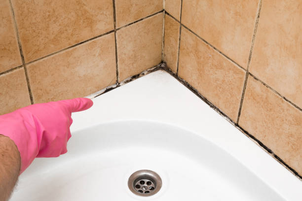 Best Mold Testing  in Wilsonville, OR